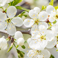 Prunus domestica