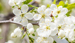 Prunus domestica image