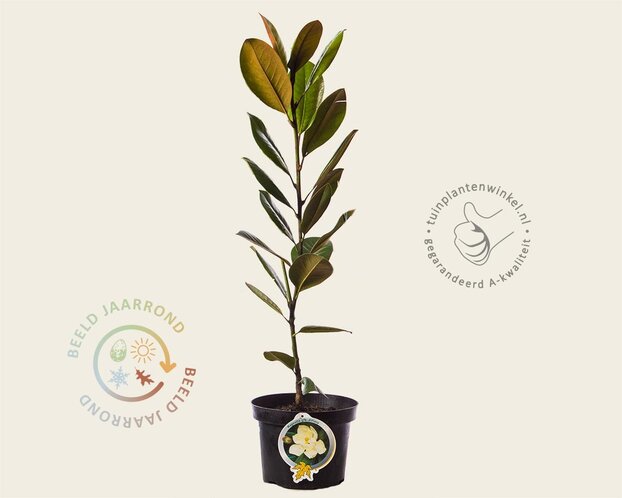 Magnolia grandiflora 60/80