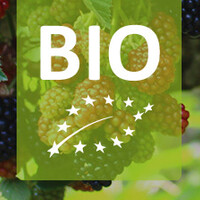 Biologische bramenstruik