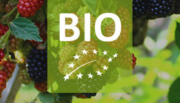 Biologische bramenstruik image