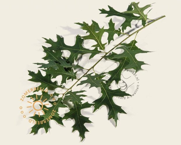 Quercus palustris 'Green Pillar'