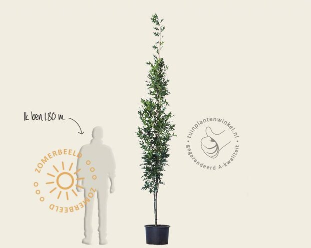 Quercus palustris 'Green Pillar'