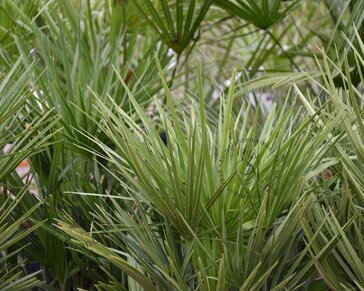 Chamaerops humilis