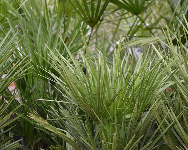 Chamaerops humilis