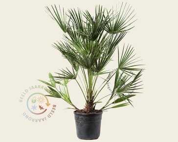 Chamaerops humilis