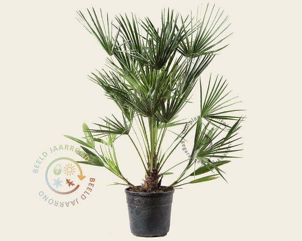 Chamaerops humilis