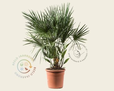 Chamaerops humilis