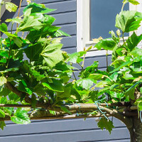 Dakbomen