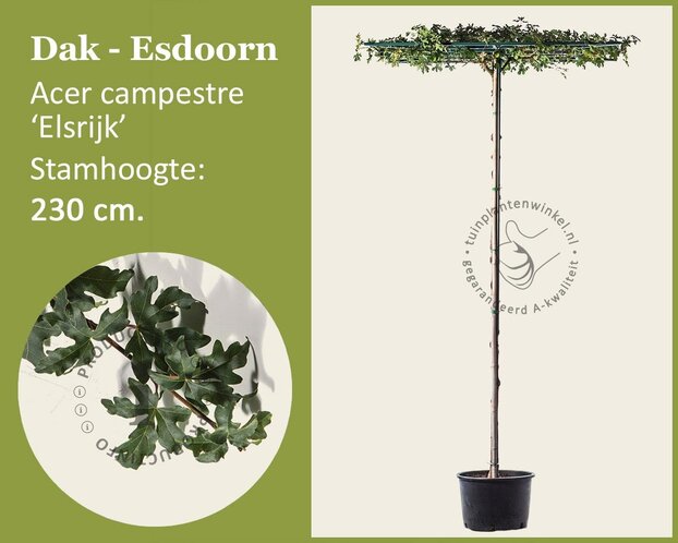 Dak esdoorn