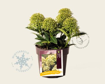 Skimmia japonica 'White Dwarf'