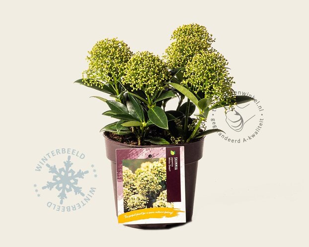 Skimmia japonica 'White Dwarf'
