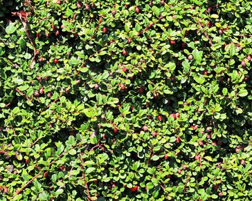 Cotoneaster procumbens 'Queen of Carpets'