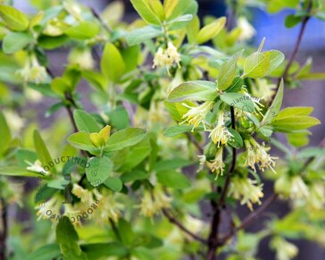 Lonicera kamtschatica 'Morena'