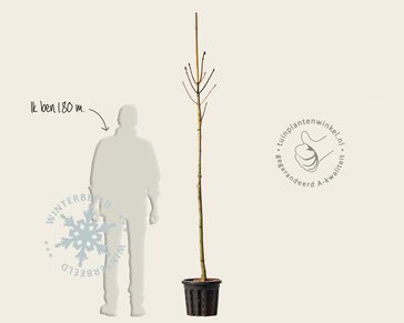 Aesculus carnea 'Briotii'