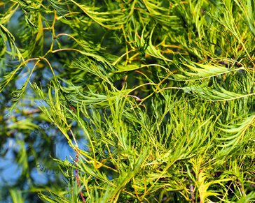 Alnus glutinosa 'Imperialis'