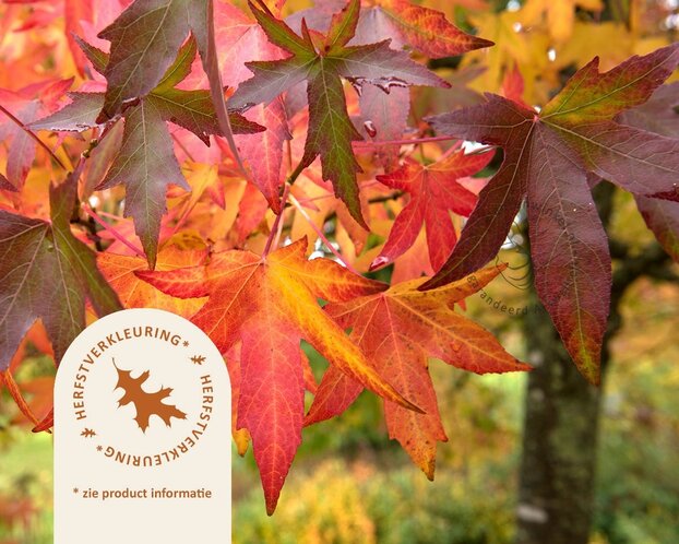 Liquidambar styraciflua 'Gum Ball' - struik
