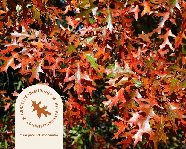Quercus palustris
