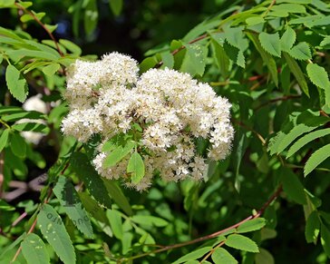 Sorbus aucuparia