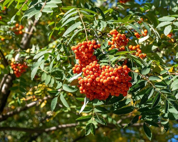 Sorbus aucuparia