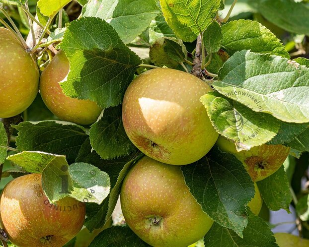 Malus domestica 'Schone van Boskoop' - halfstam
