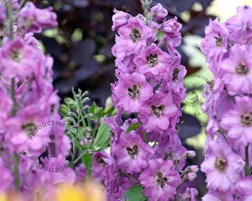 Delphinium pacific 'Astolat'