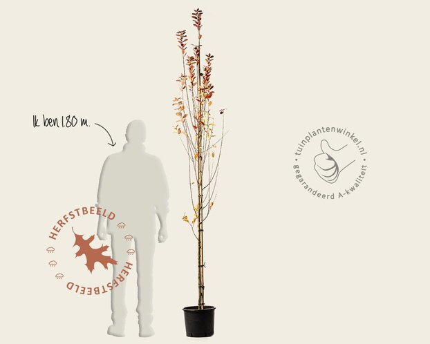 Amelanchier canadensis 'Rainbow Pillar' - beveerd