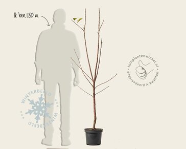 Malus domestica 'Bramley's Seedling' - laagstam