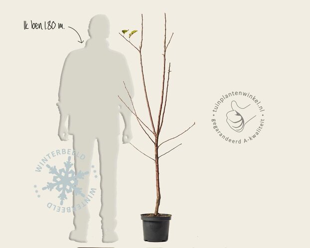 Malus domestica 'Bramley's Seedling' - laagstam