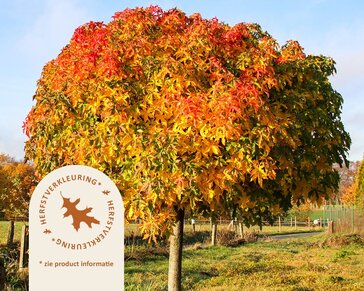 Liquidambar styraciflua 'Gum Ball' - 200 cm stam