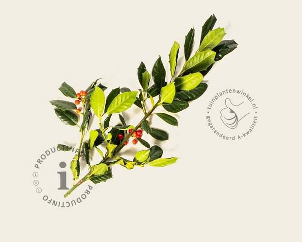 Ilex 'Nellie R. Stevens'