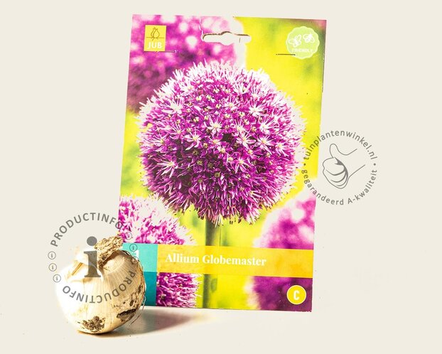 Allium 'Globemaster'