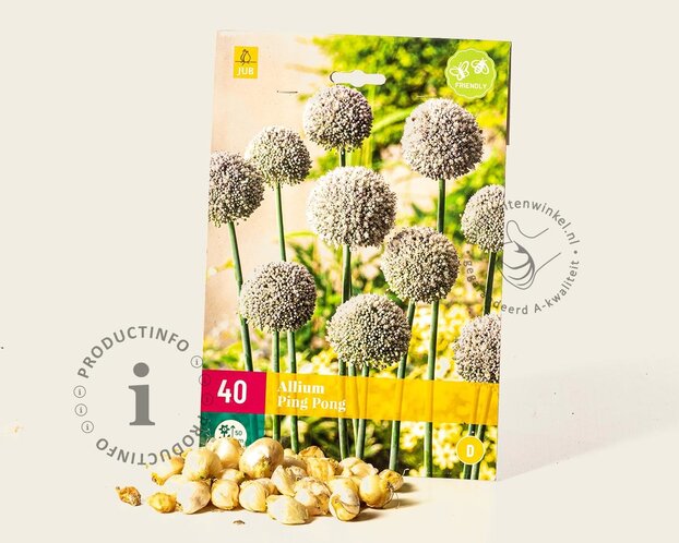 Allium ampeloprasum 'Ping Pong'