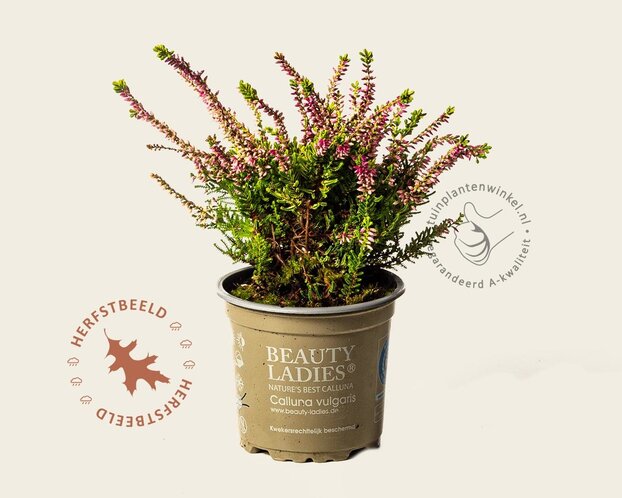 Calluna vulgaris 'Beauty Ladies Anne Sofie' - Roze - Geel loof