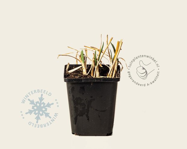 Allium 'Millenium'