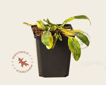 Succisa pratensis
