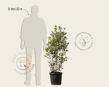 Quercus ilex - meerstammig