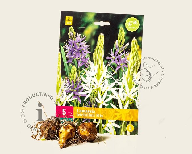 Camassia leichtlinii Mix