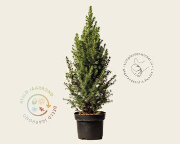 Picea glauca 'Conica'
