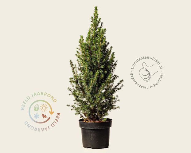 Picea glauca 'Conica'