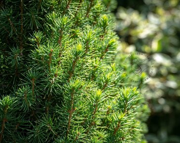 Picea glauca 'Conica'