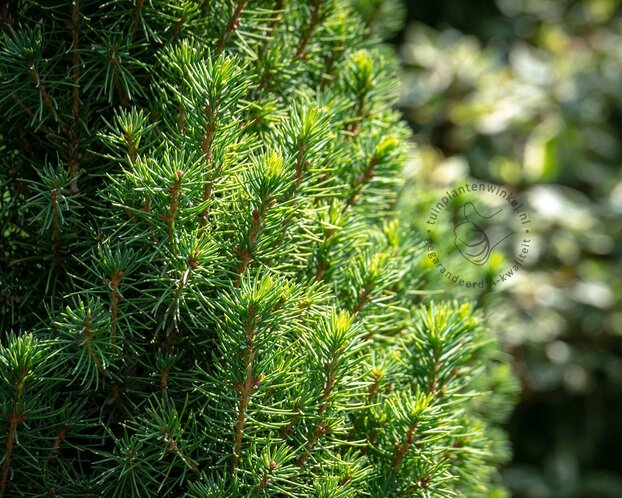 Picea glauca 'Conica'