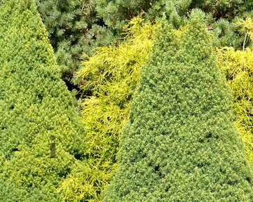 Picea glauca 'Conica'