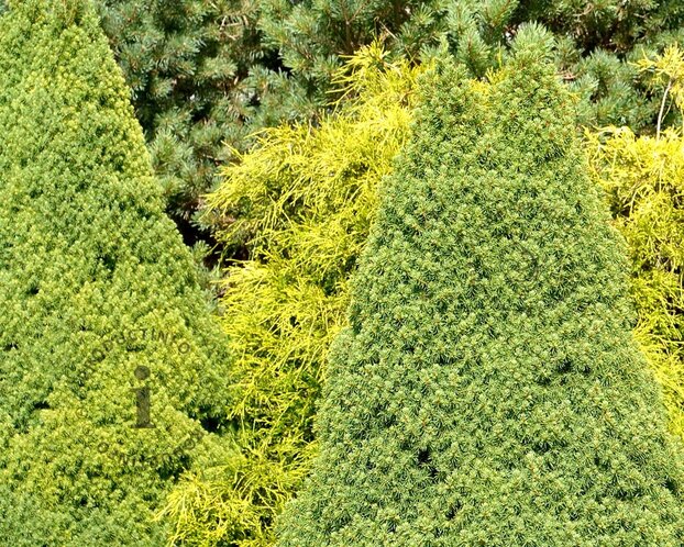 Picea glauca 'Conica'