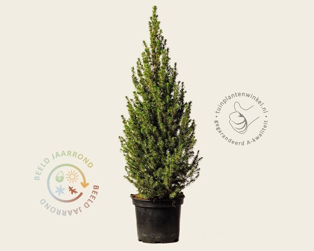 Picea glauca 'Conica'