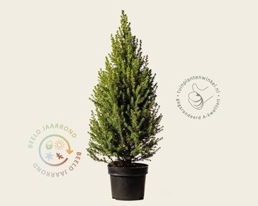 Picea glauca 'Conica'
