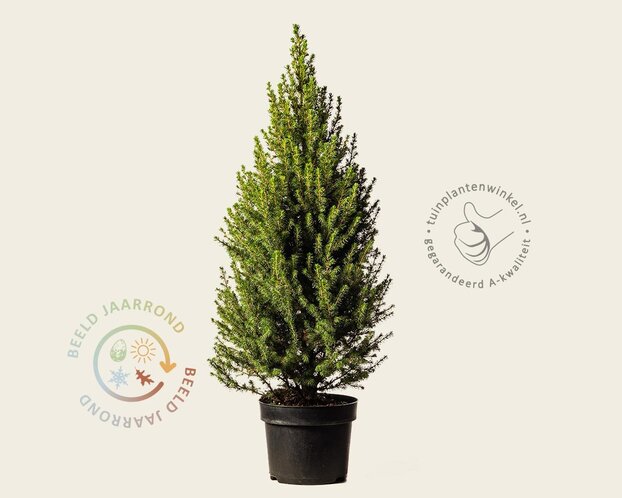 Picea glauca 'Conica'