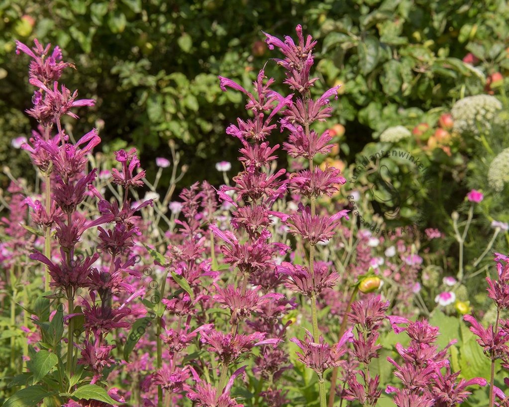 Agastache mexicana 'Red Fortune'