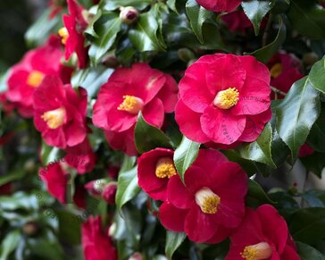 Camellia japonica 'Dr King'