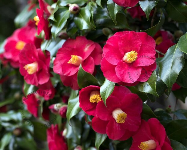 Camellia japonica 'Dr King'